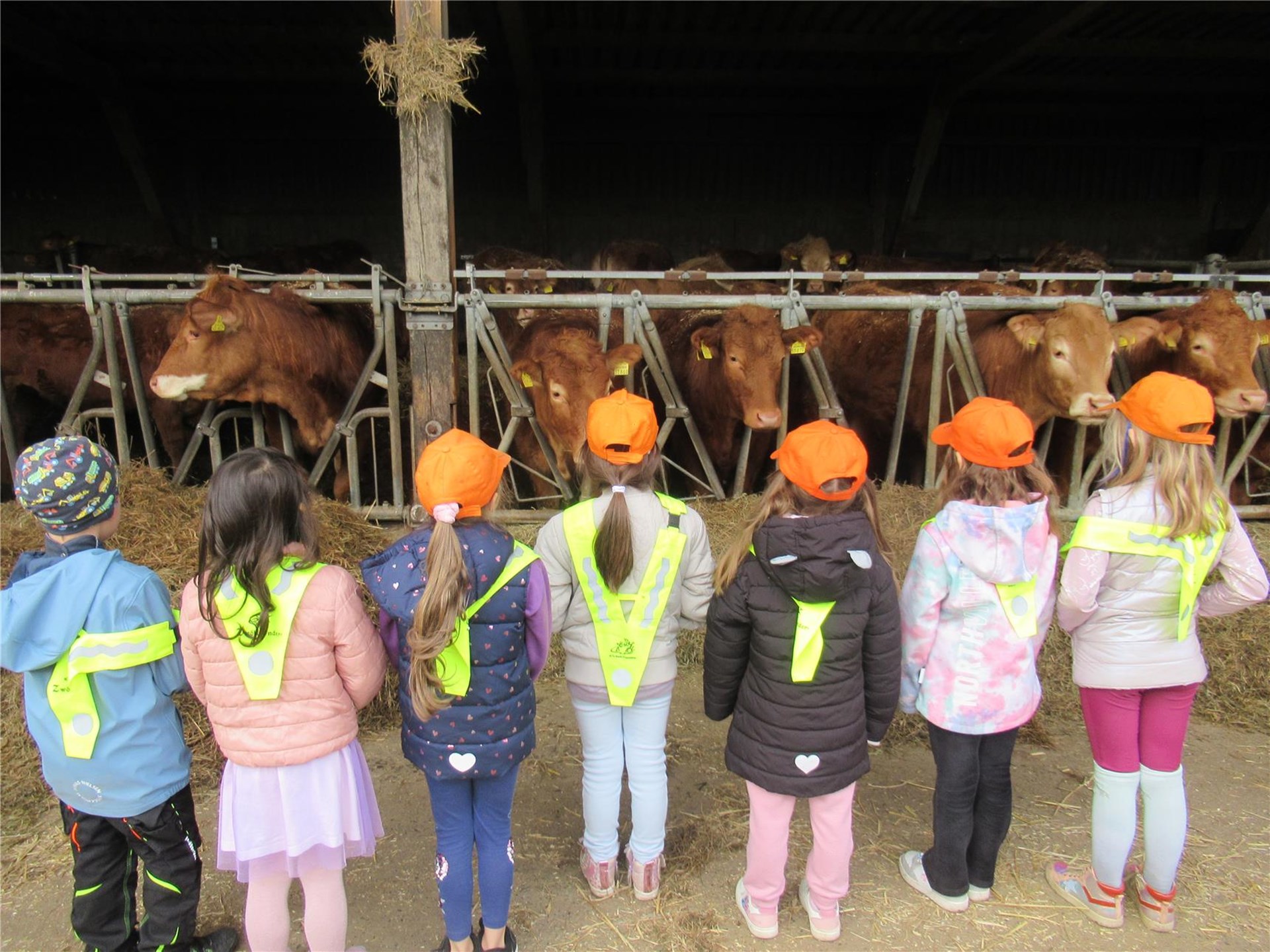 Einige Kita-Kinder stehen vor dem Stall und bewundern die Kühe.