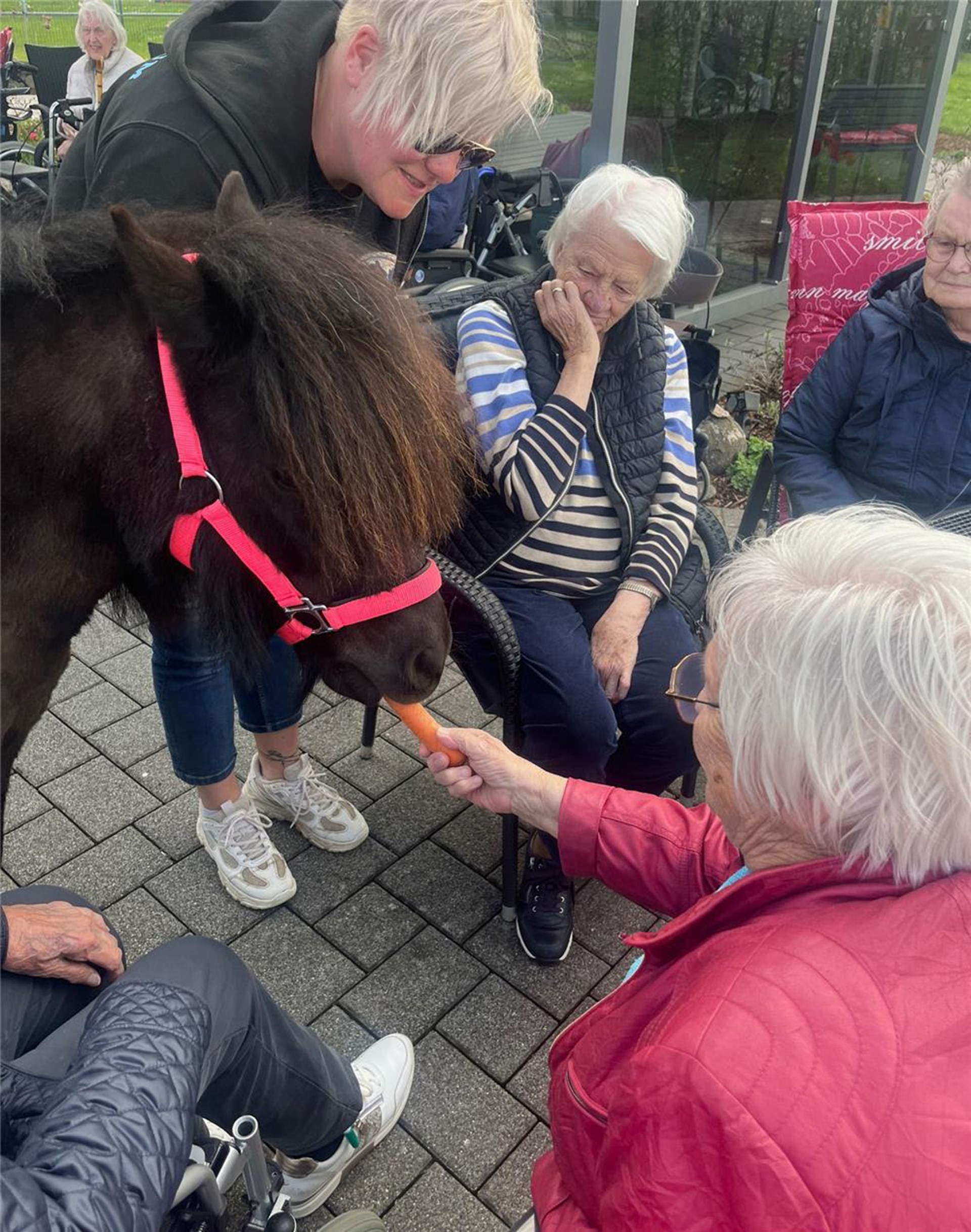 Seniorinnen und Senioren im Caritas-Altenzentrum Haus Helena in Hachenburg erleben eine tiergestützte Begegnung mit Ponys im Innen- und Außenbereich der Einrichtung; die Tiere werden gestreichelt und gefüttert, begleitet von Mitarbeitenden und Gästen in einer ruhigen, freundlichen Atmosphäre.