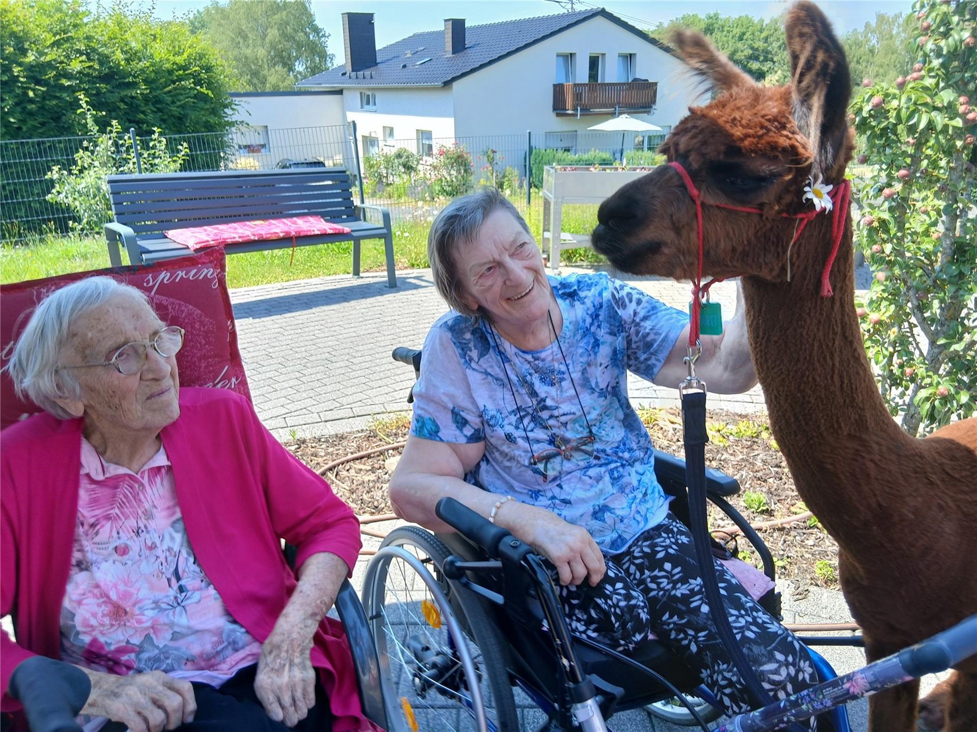 Bewohnerinnen und Bewohner des Caritas-Altenzentrums Haus Helena erleben gemeinsam mit Angehörigen und Mitarbeitenden einen tierischen Besuch von Alpakas im Garten der Einrichtung. Die Tiere werden gestreichelt und sorgen bei allen Generationen für Freude, Begegnung und unvergessliche Momente.